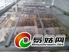 整洁的菌种培养室图1