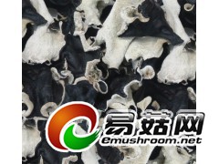 黑木耳图1
