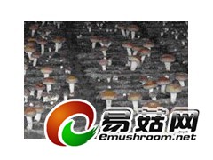 高温香菇931-9图1