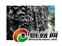 椴木黑木耳新科1号图1