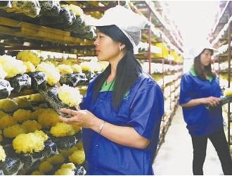 建寧：充分利用農(nóng)業(yè)廢棄物種植食用菌，發(fā)展循環(huán)農(nóng)業(yè) ()