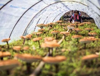 馬嶼鎮(zhèn)姜后村靈芝新品種種植成功 效益佳 ()