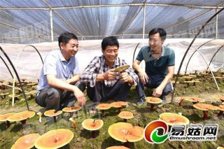 “量身定做” 高端盆景　?？缔r(nóng)民靈芝菌里“淘金”500萬(wàn) ()