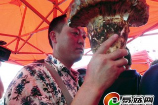 云南菌王選拔賽：直徑1米靈芝菌完勝 ()
