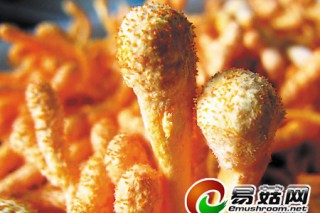 女大學(xué)生種蟲(chóng)草 一年收回?cái)?shù)十萬(wàn)成本 ()