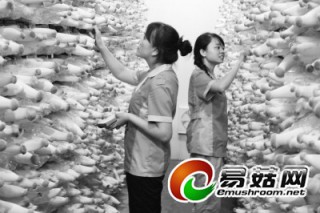 用工業(yè)理念打造高科技食用菌 ()