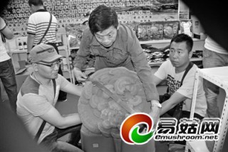 大興安嶺驚現(xiàn)特大靈芝 ()