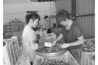 岫巖香菇生產(chǎn) 走上自動(dòng)化道路 ()