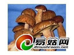 大量求购大腿蘑，大腿蘑干片图1