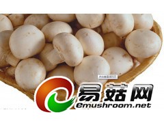 大量求购松蘑菇图1