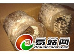 求购沧州附近平菇出菇菌包图1