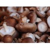 长期收购农户家的香菇或其他菇