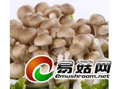 求购海鲜菇,蟹味菇图2