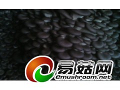 供应高产抗病平菇菌种优质出菇菌棒图1