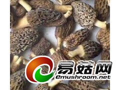 求购 250公斤 干羊肚菌图1