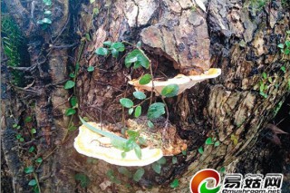 千年古樟長(zhǎng)“靈芝”？專家：不能食用 ()