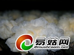 白木耳，拍摄于庆元县浙江元康食品有限公司白木耳生产基地