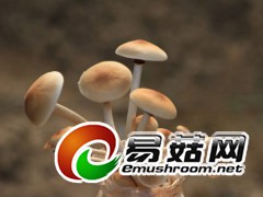 茶树菇，拍摄于庆元县大毛弯食用菌生产基地