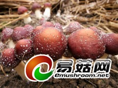 大球盖菌，拍摄于庆元县江根乡青田村