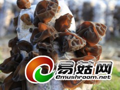 黑木耳，拍摄于庆元县淤上乡石坝村