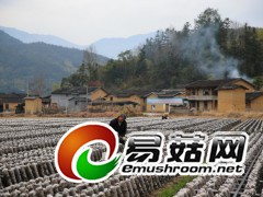 黑木耳基地2，拍摄于庆元县淤上乡石坝村