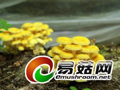 黄金菇，拍摄于庆元县百山祖镇百瀑沟