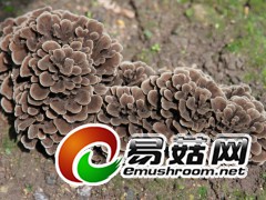 灰树花1-2，拍摄于庆元县岭头乡杨家庄村