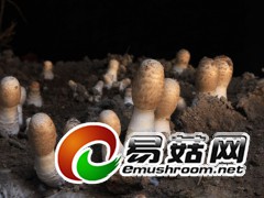 鸡腿菇，拍摄于庆元县大毛弯食用菌生产基地