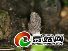 尖顶羊肚菌，拍摄于庆元县秋平菌菇研究所