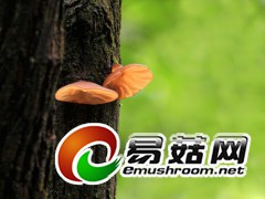 野生黑木耳，拍摄于庆元县城石龙山