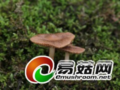 拍摄于庆元县百山祖自然保护区