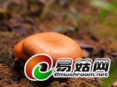 拍摄于庆元县百山祖自然保护区