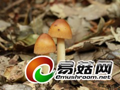 拍摄于庆元县百山祖自然保护区