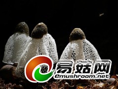 拍摄于庆元县安南乡黄竹村