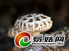 拍摄于庆元县各香菇生产基地