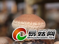 拍摄于庆元县各香菇生产基地