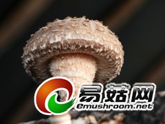 拍摄于庆元县各香菇生产基地