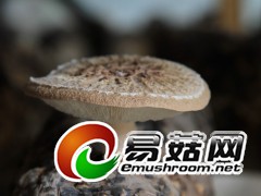 拍摄于庆元县各香菇生产基地
