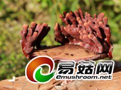 灵芝，拍摄于庆元县五大堡乡新处洋村