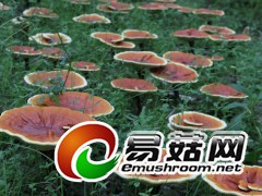 灵芝，拍摄于庆元县五大堡乡新处洋村