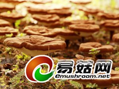 灵芝，拍摄于庆元县五大堡乡新处洋村