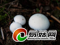 野生菌，拍摄于庆元县百山祖自然保护区