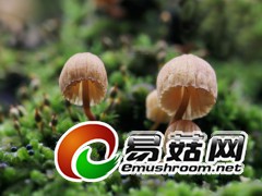 野生菌，拍摄于庆元县百山祖自然保护区