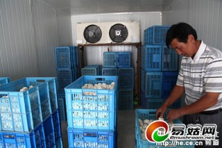 河北沽源蘑菇獲豐收 ()