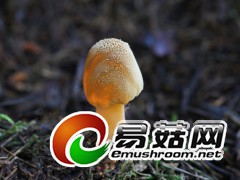 野生菌，拍摄于庆元县百山祖自然保护区