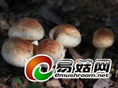 野生菌，拍摄于庆元县百山祖自然保护区