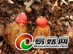 野生菌，拍摄于庆元县百山祖自然保护区