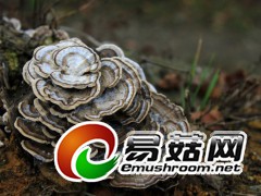 野生菌，拍摄于庆元县百山祖自然保护区