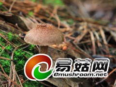 野生菌，拍摄于庆元县百山祖自然保护区