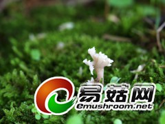 野生菌，拍摄于庆元县百山祖自然保护区